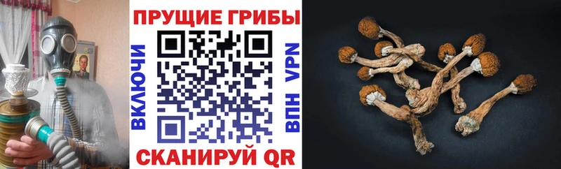 Галлюциногенные грибы мицелий  закладки  MEGA маркетплейс  Тайга 
